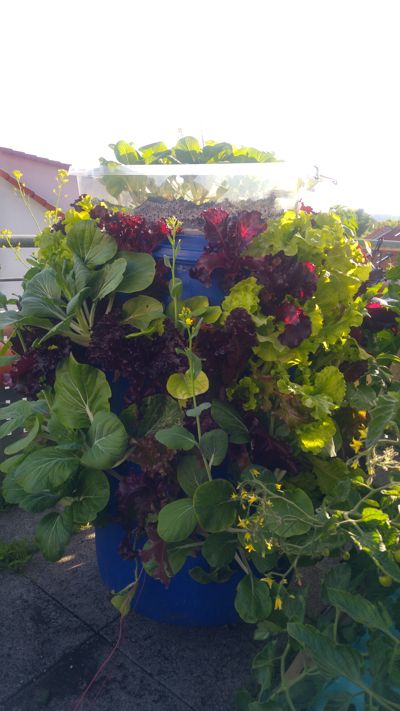 Hydroponic Barrel - Growing Pak Choi and Various Salads