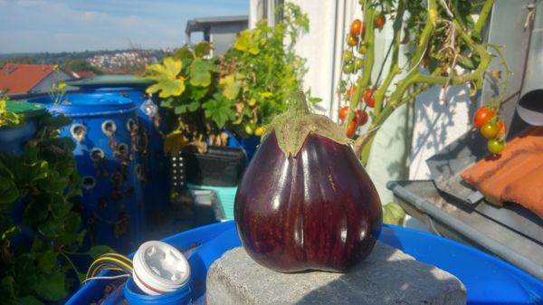 Eggplant - A close-up view
