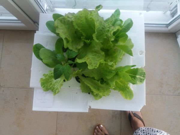 Hydroponic Box Garden - One month progress