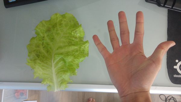 Hydroponic Leaf - One leaf equals one salad.